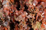 Fiery, Red-Brown Wulfenite Cluster - Kuruktag Mountains, China #361066-1